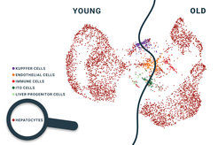 Das Epigenom von Hepatozyten verändert sich mit zunehmendem Alter. Die Abbildung zeigt eine grafische Darstellung epigenetischer Messdaten. Je weiter zwei Punkte voneinander entfernt sind, desto unterschiedlicher ist das Epigenom der Zellen.