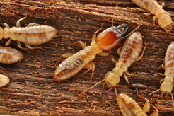 Porotermes adamsoni – eine der urprünglicheren Termiten, welche sich mit Hilfe symbiontischer Mikroorganismen im Verdauungstrakt ausschließlich von Holz ernähren.
